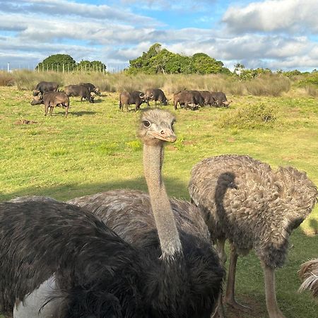 Ostrich Cottage At Les Wings Private Game Farm Groot-Jongensfontein Luaran gambar