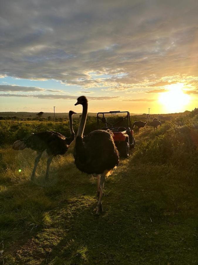 Ostrich Cottage At Les Wings Private Game Farm Groot-Jongensfontein Luaran gambar